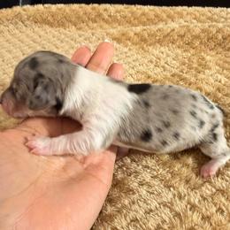 Deckel - Dapple male Dachshund puppy in El Cajon, California from Lisa Buxton