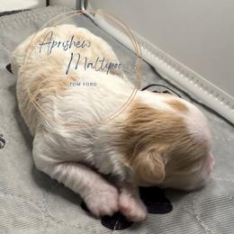 Tom Ford - Cream male Maltipoo puppy in Weatherford, Texas from Aprishew Maltipoo