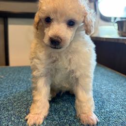 Carter - White male Poodle puppy in Birmingham, Alabama from Stormborn