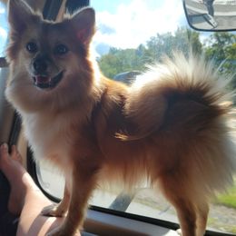 Pomeranians from Becky Dorman's Pomeranians