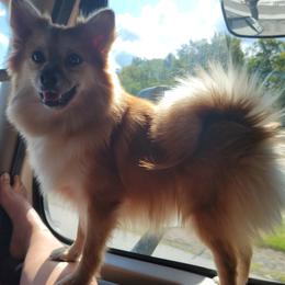Pomeranians from Becky Dorman's Pomeranians