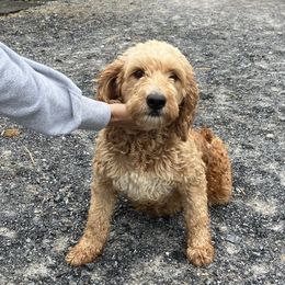 Missy - Goldendoodle