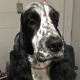 Panda - English Cocker Spaniel