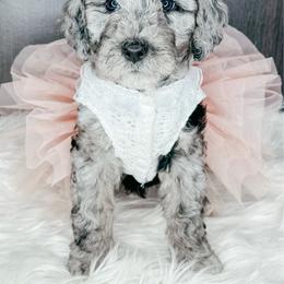 Matcha - Blue merle female Bernedoodle puppy in Otisville, Michigan from Danie’s Darling Doodles LLC