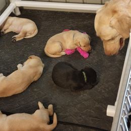 Labrador Retriever Puppies from Melissa's Labradors