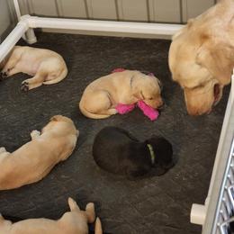 Labrador Retriever Puppies from Melissa's Labradors
