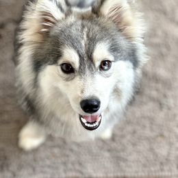 Tundra - Pomsky