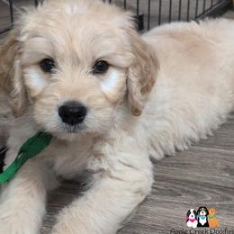 VADER - F1 English Goldendoodle - OFA-Genetics-2 Year Warranty- Microchip - Cream male Goldendoodle puppy in Jeddo, Michigan from Apple Creek Doodles