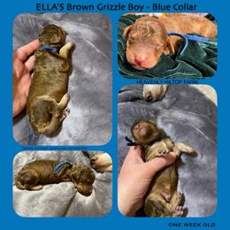 Brown Grizzle - Blue Collar - Boy - Brown male Poodle puppy in Charlo, Montana from Heavenly Hilltop Farm