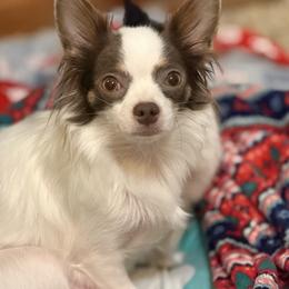 LaineyCKC - Chihuahua