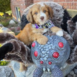 Lucy - female Australian Mountain Doodle puppy in Hooper, Utah from Saltwater Doodles