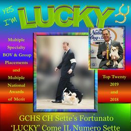 LUCKY - Chihuahua