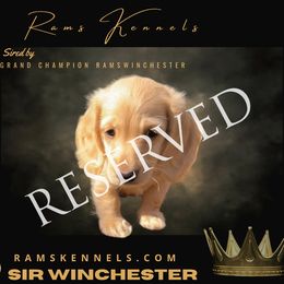 Sir Winchester - Cream male Dachshund puppy in Splendora, Texas from Ram’s Kennels