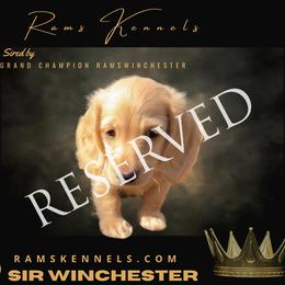 Sir Winchester - Cream male Dachshund puppy in Splendora, Texas from Ram’s Kennels