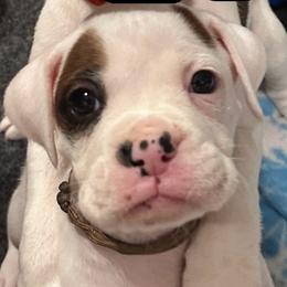 Rocky - Boy 7 - brown - White male Boxer puppy in Nashville, Tennessee from Best Friends over 20+ years experience