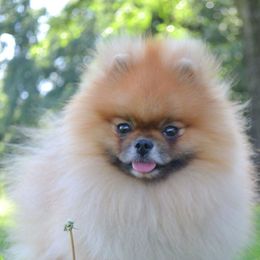 Pomeranians from Andrea's Pomeranians