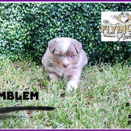 Emblem - Red merle female Miniature Australian Shepherd puppy in Madisonville, Texas from Flying LL Aussies