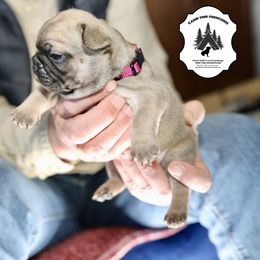 French Bulldog Puppies from Camp Fine Frenchies