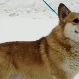 Zen - Pembroke Welsh Corgi
