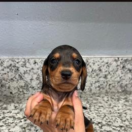 Dapple 1 - Dapple female Dachshund puppy in Phelan, California from Elite Parson Russells