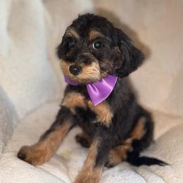Girl 1 - Black and tan female Schnoodle puppy in Rancho Cordova, California from Snickerdoodle Doodles