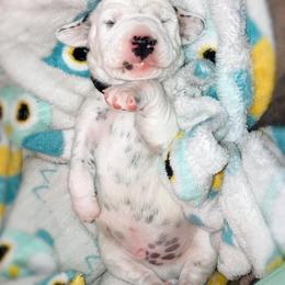 Dalmatian Puppies from Rainier DALS LUA Dalmatians of Washington