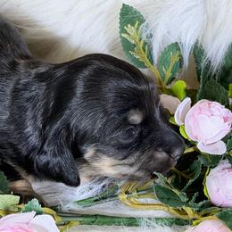 Meredith - Black and cream female Dachshund puppy in Oregon from SoCo Dachshunds