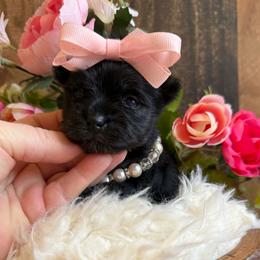 Little Raven - Black and gold female Yorkshire Terrier puppy in Howe, Oklahoma from Ray Holder