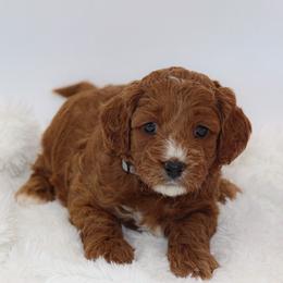 Cavapoo Puppies from Bailey & Bella Cavapoos