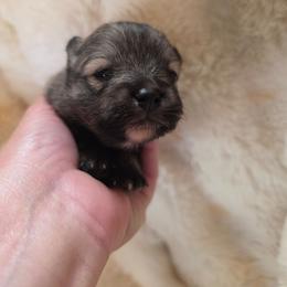 Puppy 4 - Wolf sable female Pomeranian puppy in Lebanon, Indiana from Duran's Huskies and Pomeranians
