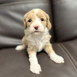 Honey (yellow) - Parti female Goldendoodle puppy in Twin Falls, Idaho from Magic Valley Family Doodles