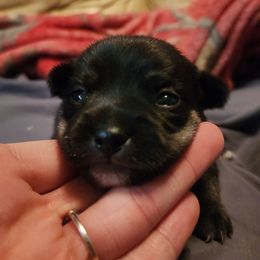 Clyde - Black and tan male Chihuahua puppy in Ashland, Mississippi from Hope's pups