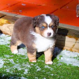 Dorothy - Red merle female Miniature Australian Shepherd puppy in South Branch, Michigan from Ross Ranch Mini and Standard Aussie's