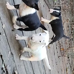 Bull Terrier and Staffordshire Bull Terrier Puppies from Terri Cournoyer