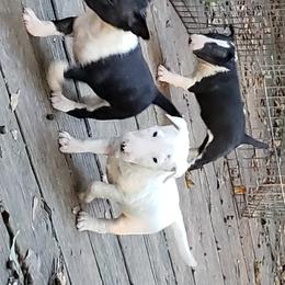 Bull Terrier and Staffordshire Bull Terrier Puppies from Terri Cournoyer