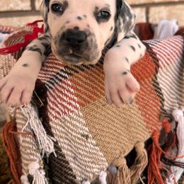 Star Gazing - White and black male Dalmatian puppy in Melrose, New Mexico from ECMO Farm Dalmatians & Labrador Retrievers
