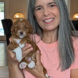 Story - Red  female Goldendoodle puppy in Beverly Hills, Florida from Bundle of Joy Doodles
