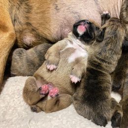 Boxer Puppies from Kruse Boxers