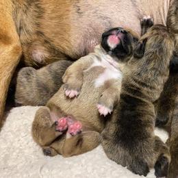 Boxer Puppies from Kruse Boxers