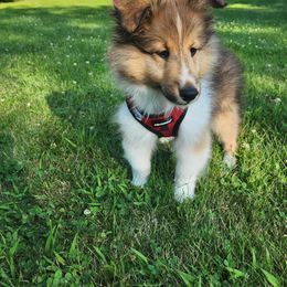 Shetland Sheepdog Puppies from Triple S Shelties
