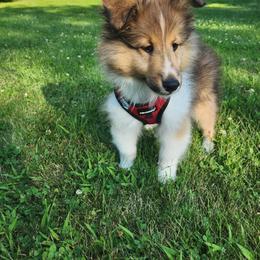 Shetland Sheepdog Puppies from Triple S Shelties