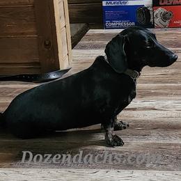 Five Hunnerd - Dachshund