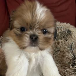 Boy 1 - Red and white male Shih Tzu puppy in Texas from A Sassy Soul Shih-Tzu