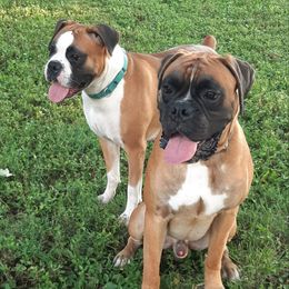 Boxers from C & C Boxers