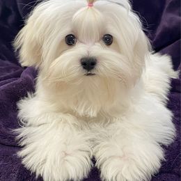 Onyx - White male Maltese puppy in Billingsley, Alabama from Euphoria Maltese