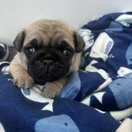 Charlie - Fawn male Pug puppy in Maple Grove, Minnesota from Little Pugs on the Prairie