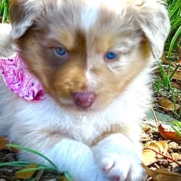 Girl 1 - Red merle Australian Shepherd puppy in Oakland City, Indiana from Moonlightaussies
