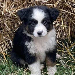 Miniature Australian Shepherds from McCleary Livestock
