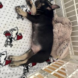 French Bulldog Puppies from Small Batch Frenchies