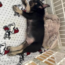 French Bulldog Puppies from Small Batch Frenchies